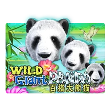 Wild Giant Panda - SKYBET138